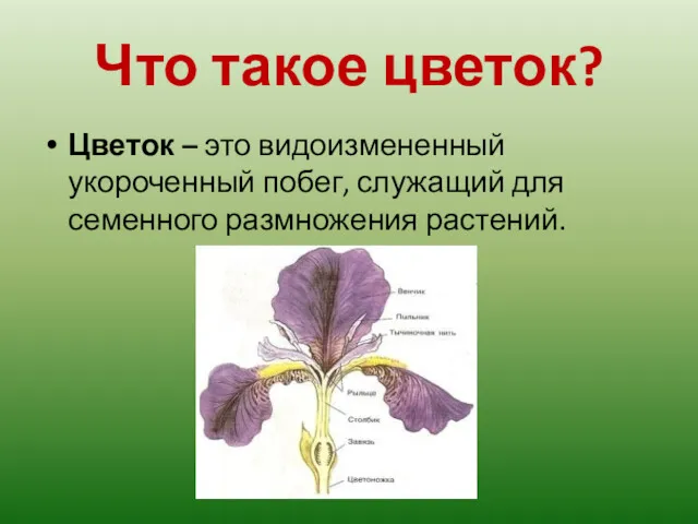 Что такое цветок? Цветок – это видоизмененный укороченный побег, служащий для семенного размножения растений.