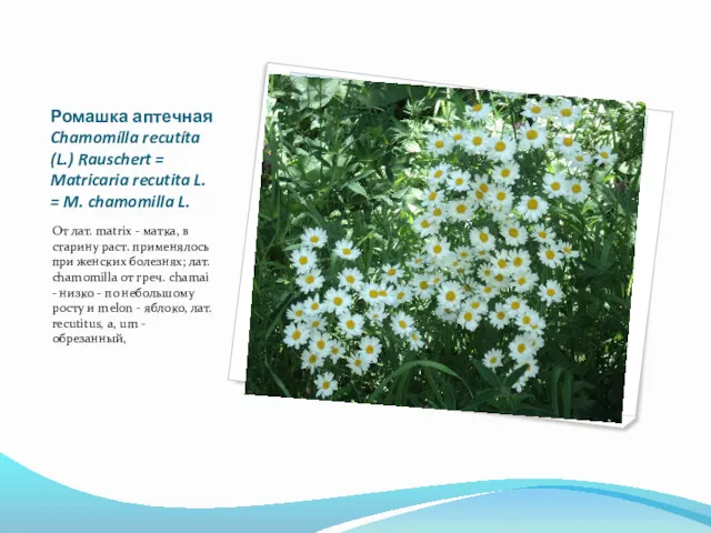 Ромашка аптечная Chamomílla recutíta (L.) Rauschert = Matricaria recutita L.