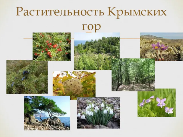 Растительность Крымских гор