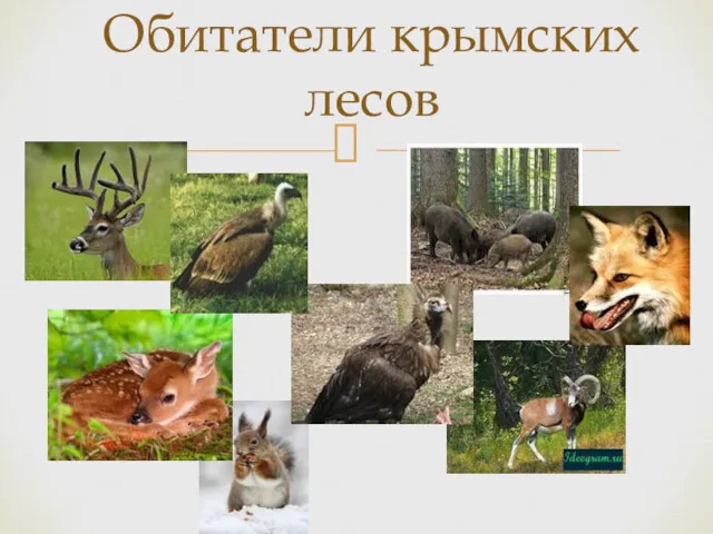 Обитатели крымских лесов