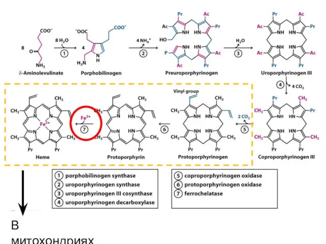 В митохондриях