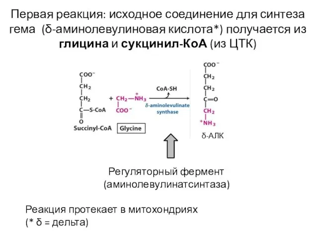 Первая реакция: исходное соединение для синтеза гема (δ-аминолевулиновая кислота*) получается