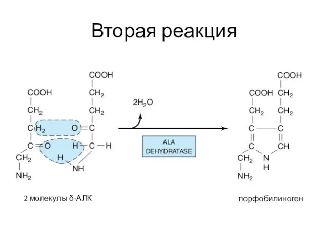 Вторая реакция 2 молекулы δ-АЛК порфобилиноген