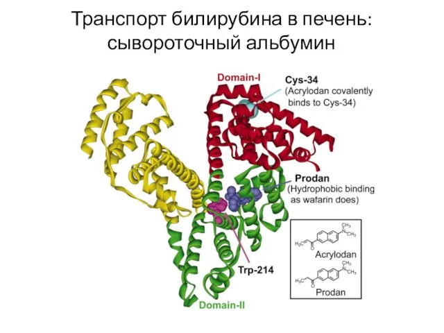 Транспорт билирубина в печень: сывороточный альбумин