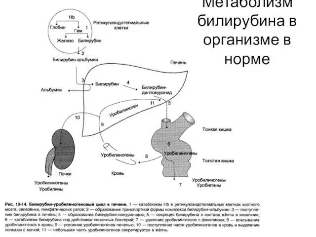 Метаболизм билирубина в организме в норме