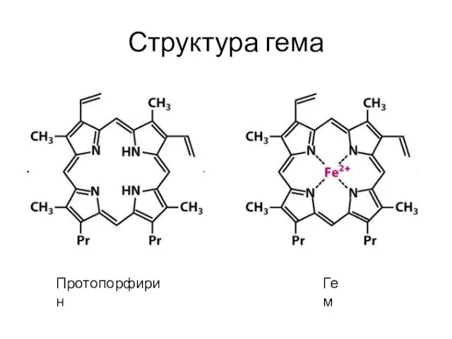 Структура гема Протопорфирин Гем