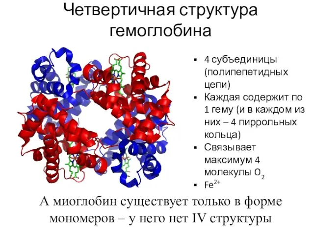 Четвертичная структура гемоглобина А миоглобин существует только в форме мономеров