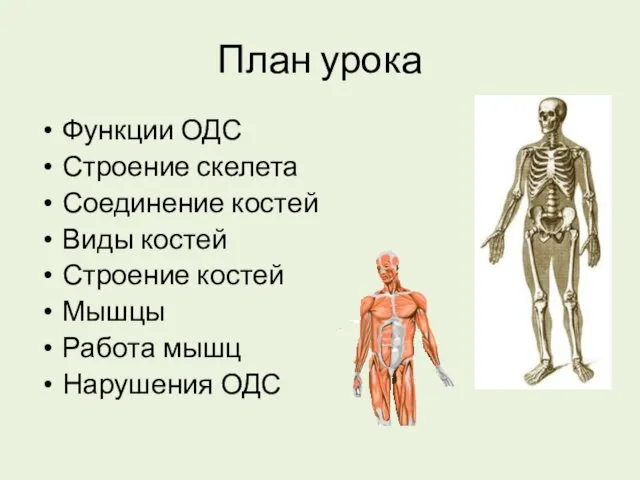 План урока Функции ОДС Строение скелета Соединение костей Виды костей