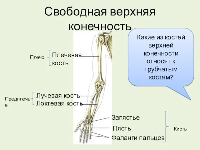 Свободная верхняя конечность Плечевая кость Лучевая кость Локтевая кость Запястье