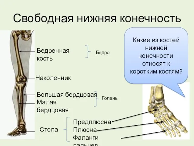 Свободная нижняя конечность Бедренная кость Наколенник Большая бердцовая Малая бердцовая