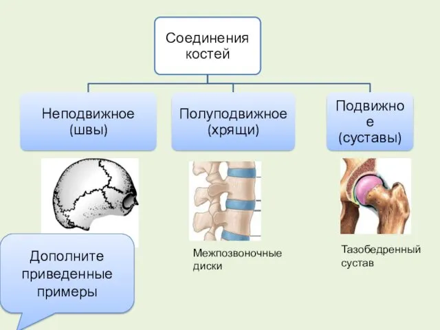 Свод черепа Межпозвоночные диски Тазобедренный сустав Дополните приведенные примеры