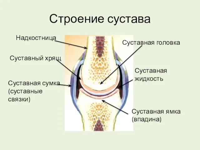 Строение сустава Надкостница Суставная головка Суставная ямка (впадина) Суставный хрящ Суставная жидкость Суставная сумка (суставные связки)