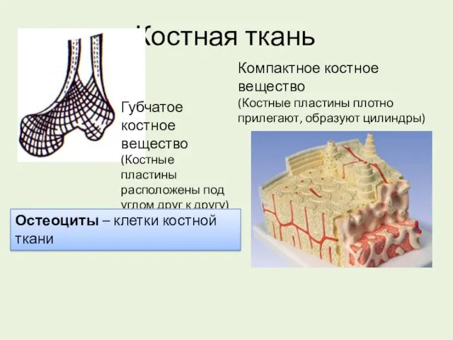 Костная ткань Компактное костное вещество (Костные пластины плотно прилегают, образуют