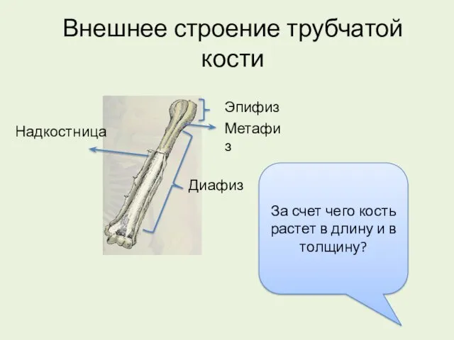 Внешнее строение трубчатой кости Эпифиз Метафиз Диафиз Надкостница За счет