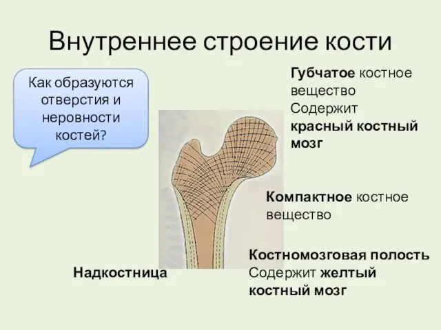 Внутреннее строение кости Губчатое костное вещество Содержит красный костный мозг