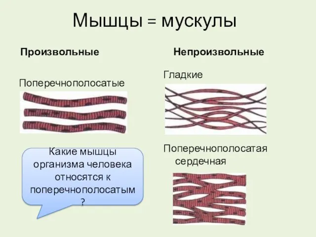 Мышцы = мускулы Произвольные Поперечнополосатые Непроизвольные Гладкие Поперечнополосатая сердечная Какие мышцы организма человека относятся к поперечнополосатым?