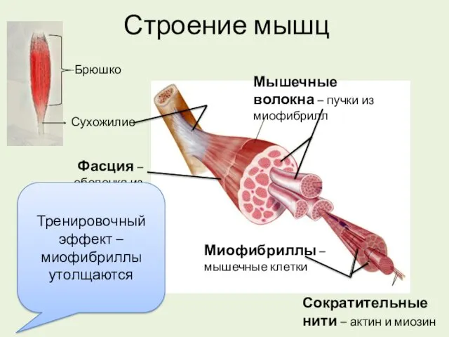 Строение мышц Брюшко Сухожилие Фасция – оболочка из соединительной ткани