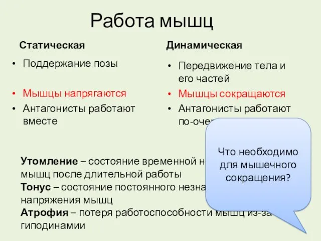 Работа мышц Статическая Поддержание позы Мышцы напрягаются Антагонисты работают вместе