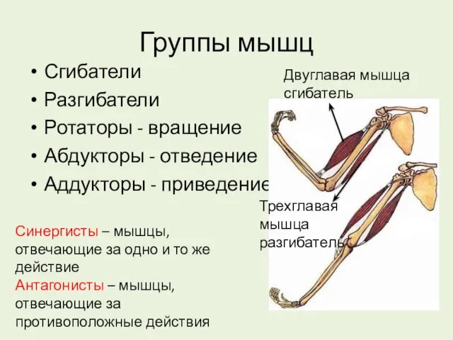 Группы мышц Сгибатели Разгибатели Ротаторы - вращение Абдукторы - отведение