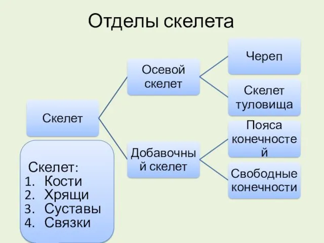 Отделы скелета Скелет: Кости Хрящи Суставы Связки