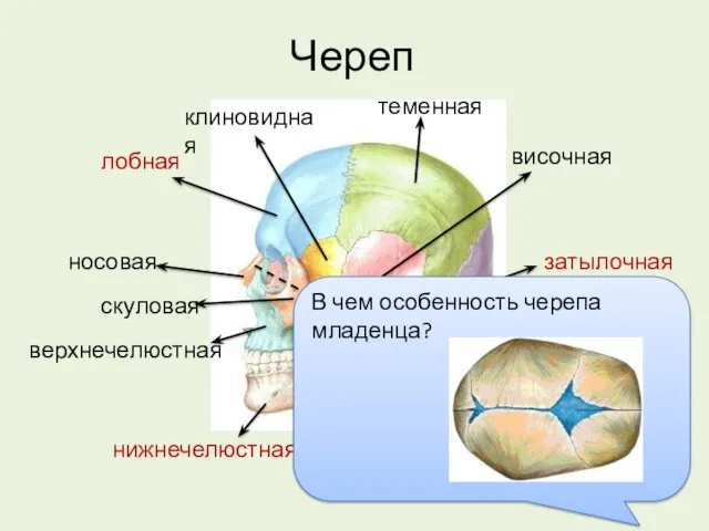 Череп решетчатая теменная затылочная височная скуловая носовая верхнечелюстная нижнечелюстная клиновидная лобная В чем особенность черепа младенца?