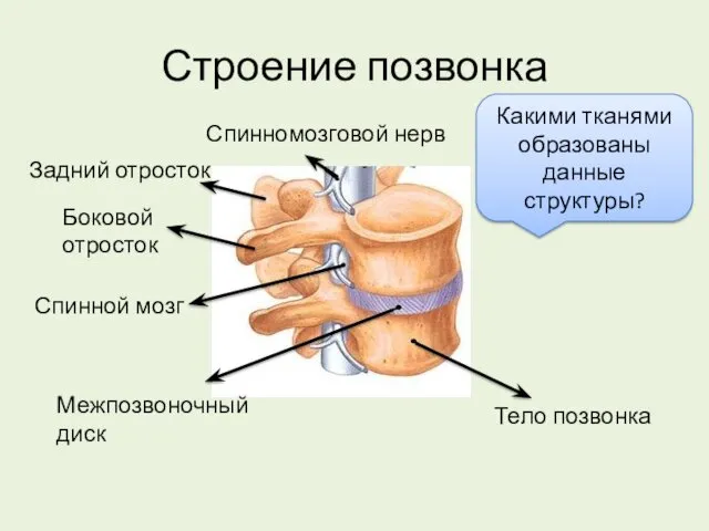 Строение позвонка Тело позвонка Межпозвоночный диск Спинномозговой нерв Задний отросток