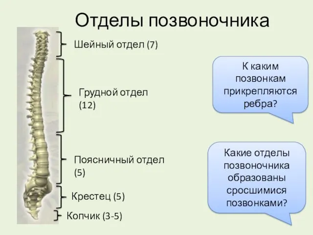 Отделы позвоночника Шейный отдел (7) Грудной отдел (12) Поясничный отдел