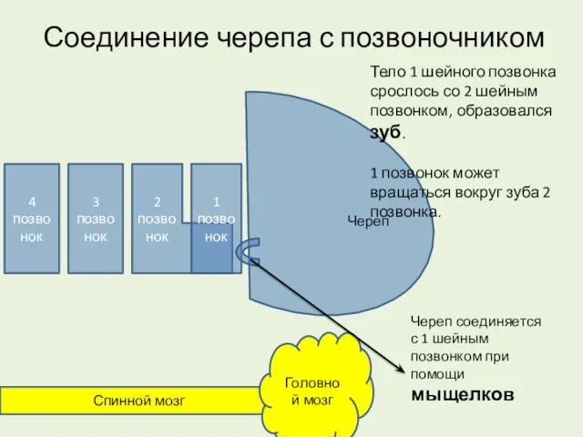 Соединение черепа с позвоночником Тело 1 шейного позвонка срослось со