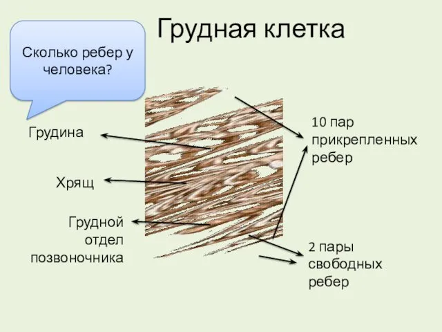 Грудная клетка Грудина Грудной отдел позвоночника 10 пар прикрепленных ребер