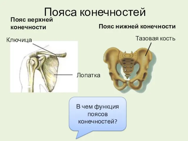 Пояса конечностей Пояс верхней конечности Пояс нижней конечности Ключица Лопатка