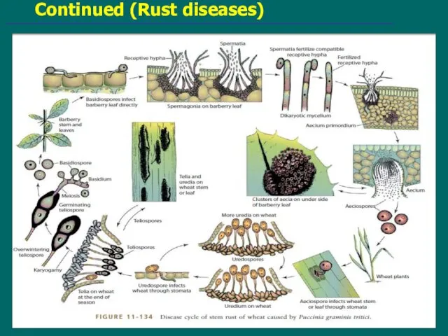 Continued (Rust diseases)