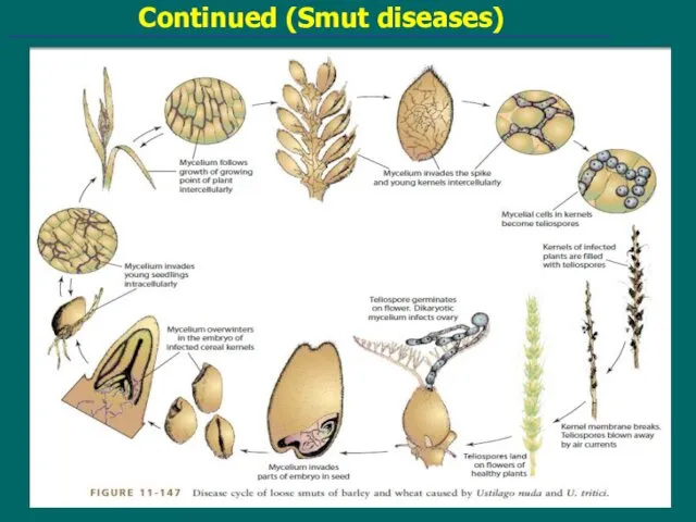 Continued (Smut diseases)