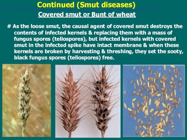 Continued (Smut diseases) Covered smut or Bunt of wheat #