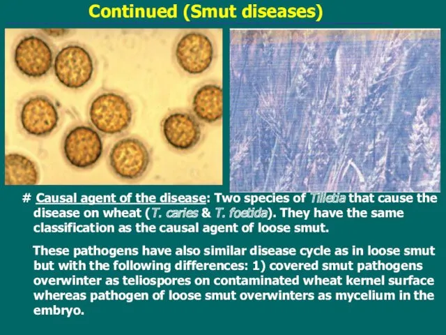 Continued (Smut diseases) # Causal agent of the disease: Two