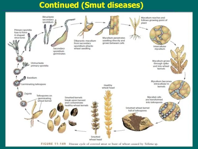 Continued (Smut diseases)