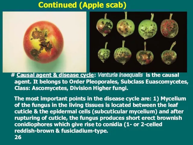 Continued (Apple scab) # Causal agent & disease cycle: Venturia