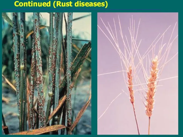 Continued (Rust diseases)