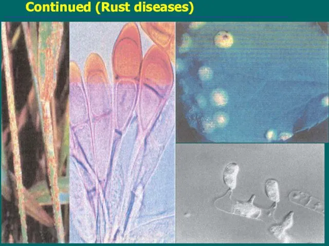 Continued (Rust diseases)