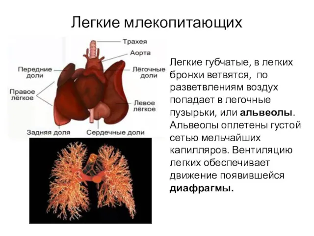 Легкие млекопитающих Легкие губчатые, в легких бронхи ветвятся, по разветвлениям