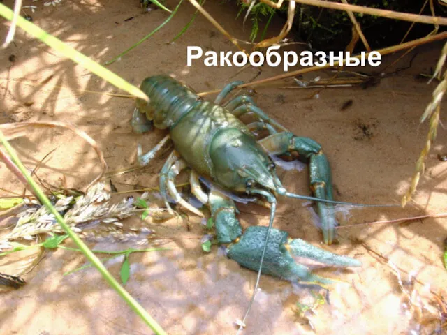 Ракообразные