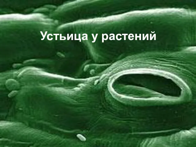 Устьица у растений