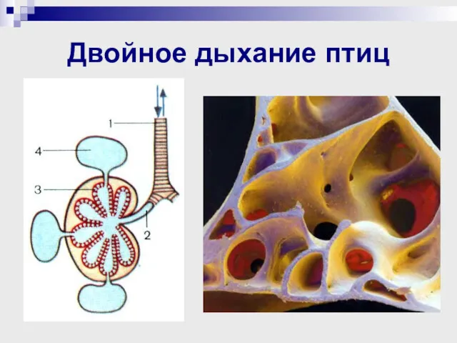 Двойное дыхание птиц