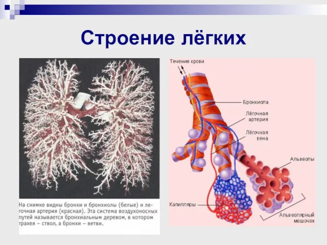 Строение лёгких