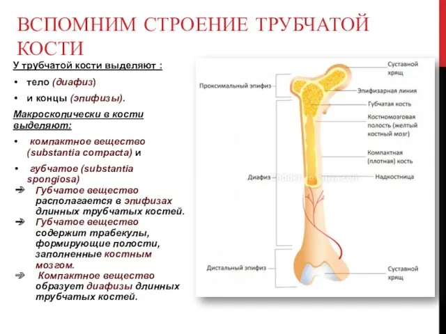 У трубчатой кости выделяют : тело (диафиз) и концы (эпифизы). Макроскопически в кости