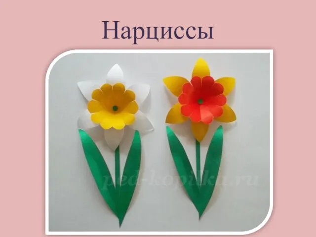 Нарциссы