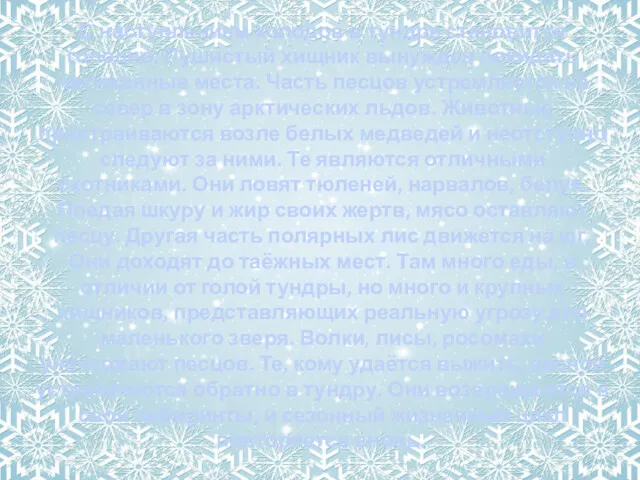 С наступлением холодов в тундре становится голодно. Пушистый хищник вынужден