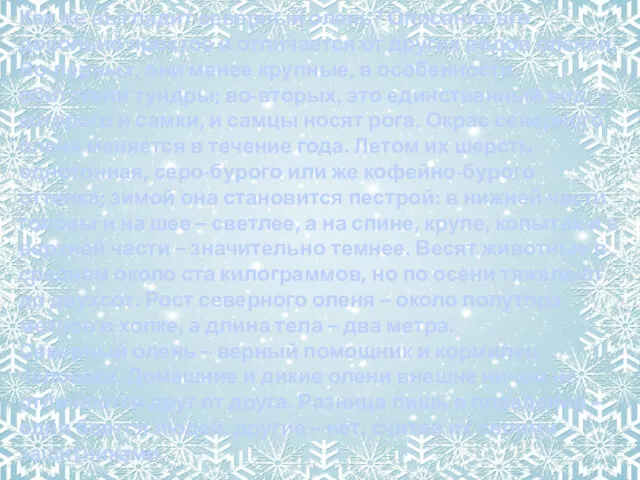 Как же выглядит северный олень? Описание его довольно простое и