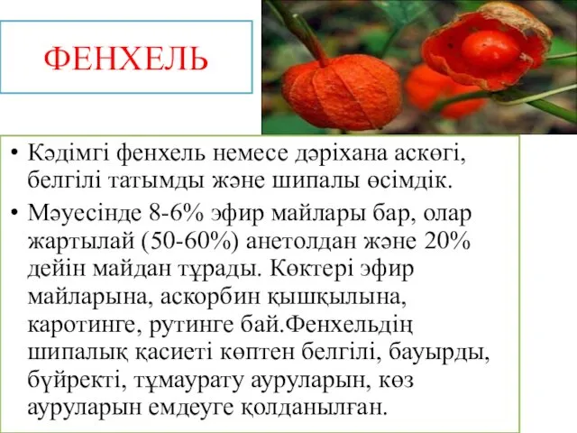 ФЕНХЕЛЬ Кәдімгі фенхель немесе дәріхана аскөгі, белгілі татымды және шипалы өсімдік. Мәуесінде 8-6%