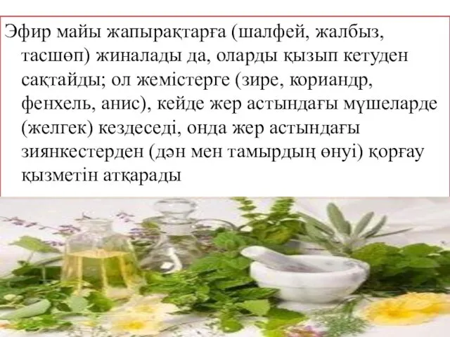 Эфир майы жапырақтарға (шалфей, жалбыз, тасшөп) жиналады да, оларды қызып кетуден сақтайды; ол