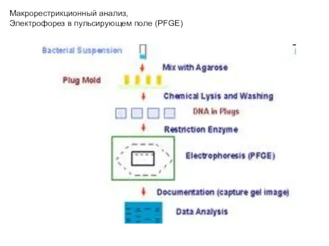 Макрорестрикционный анализ, Электрофорез в пульсирующем поле (PFGE)